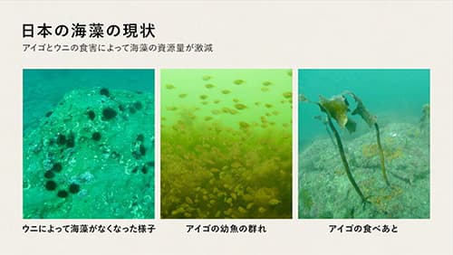 海藻の説明画像１