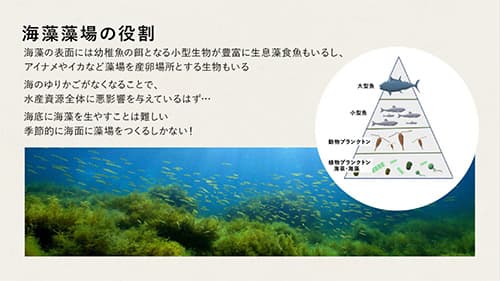 海藻の説明画像２