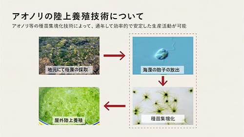海藻の説明画像３